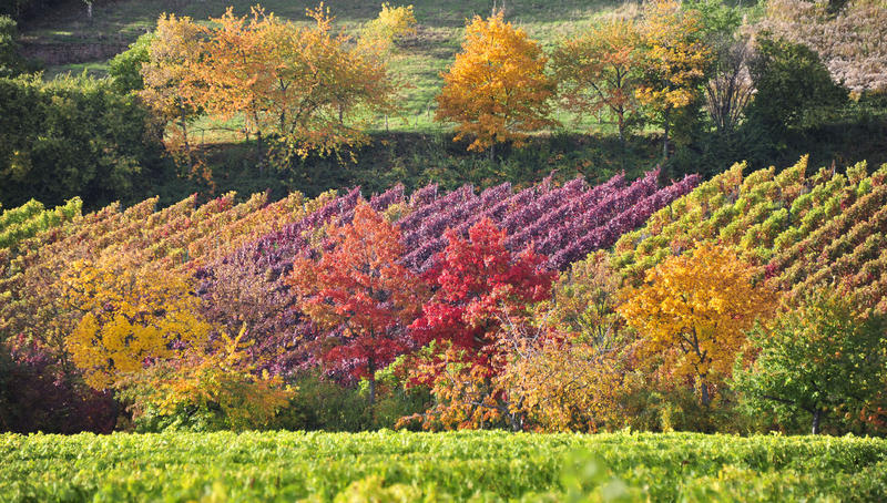 Weinfreuden in der Pfalz