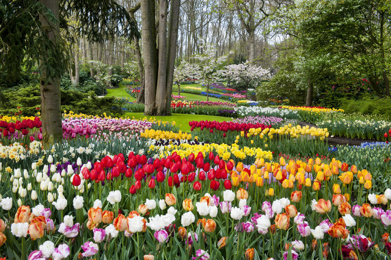 Tulpen in Blumenpark Keukenhof | AMS15310