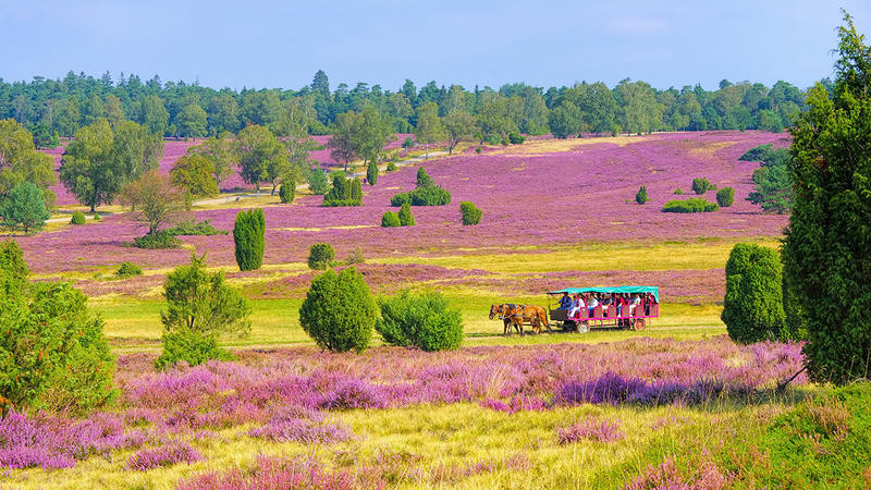 Lüneburger Heide | LUE12300