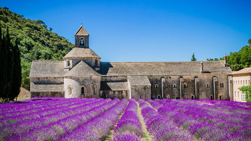 Lavendelfeld | PRO10100