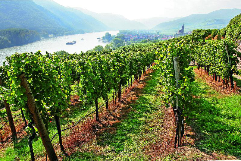 Weinberge in der Wachau | VIE12730